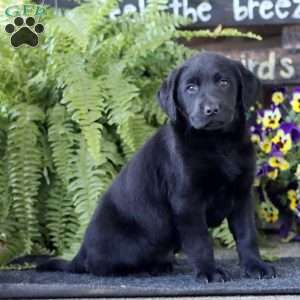 Aden, Black Labrador Retriever Puppy