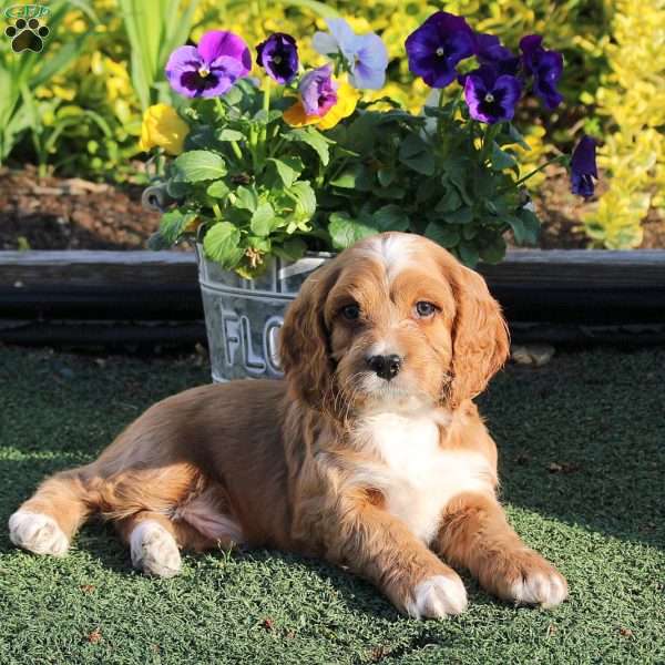 Albert, Cockapoo Puppy