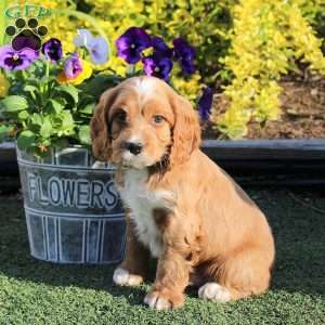 Albert, Cockapoo Puppy
