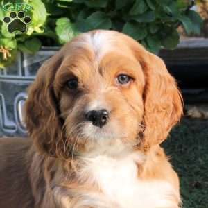 Albert, Cockapoo Puppy