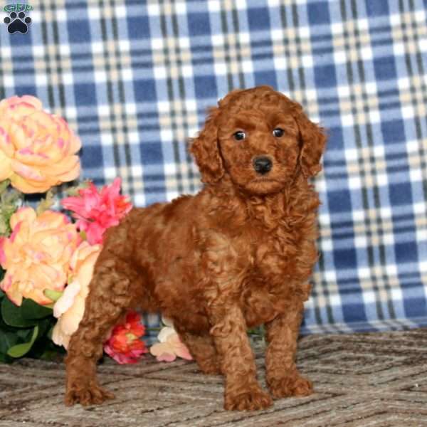 Alec, Miniature Poodle Puppy
