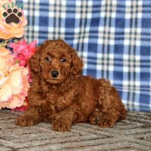 Alec, Miniature Poodle Puppy
