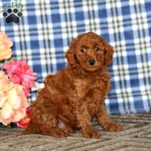 Alec, Miniature Poodle Puppy