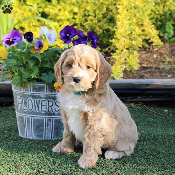 Alex, Cockapoo Puppy