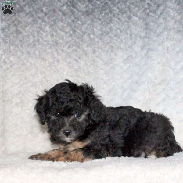 Alex, Miniature Poodle Puppy