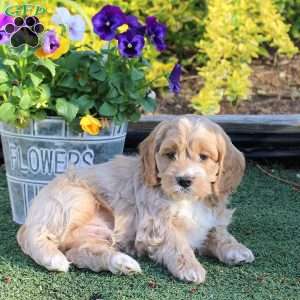 Alex, Cockapoo Puppy