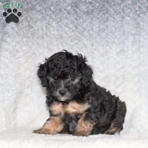 Alex, Miniature Poodle Puppy