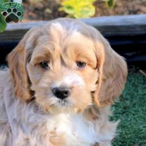 Alex, Cockapoo Puppy