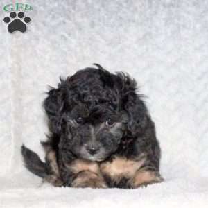 Alex, Miniature Poodle Puppy