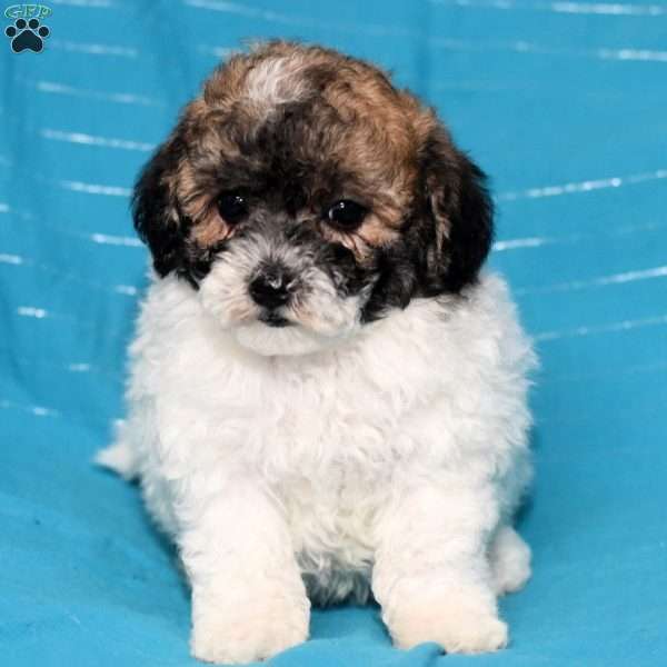 Alex, Bich-Poo Puppy