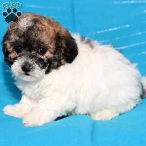 Alex, Bich-Poo Puppy