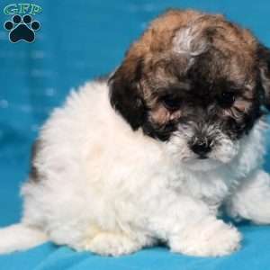 Alex, Bich-Poo Puppy