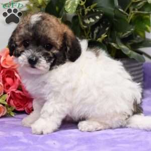 Alex, Bich-Poo Puppy