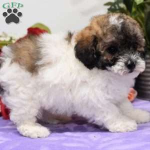 Alex, Bich-Poo Puppy
