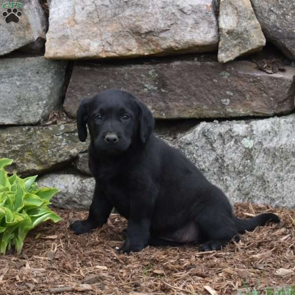 Alexia, Black Labrador Retriever Puppy