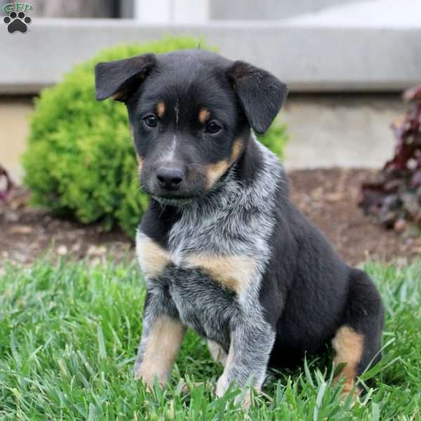 Alice, Blue Heeler Mix Puppy