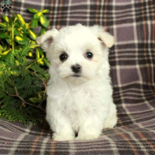 Alice, Maltese Puppy