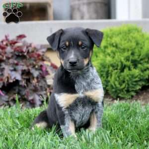 Alice, Blue Heeler Mix Puppy