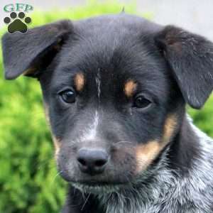 Alice, Blue Heeler Mix Puppy
