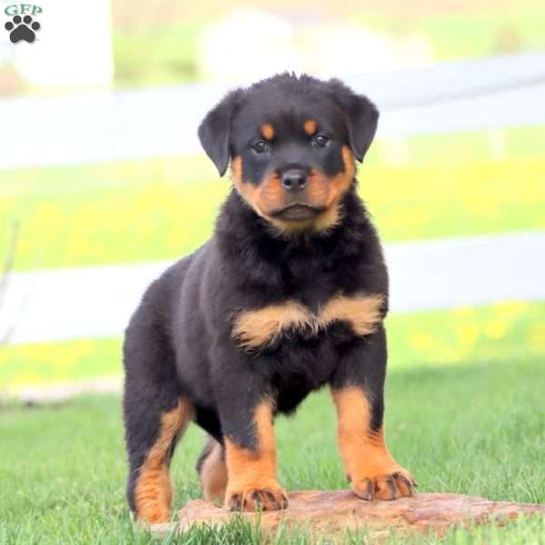 Alice, Rottweiler Puppy
