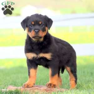 Alice, Rottweiler Puppy