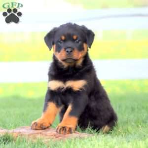 Alice, Rottweiler Puppy