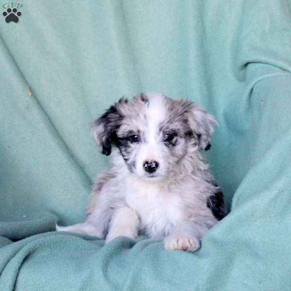 Allison, Mini Aussiedoodle Puppy