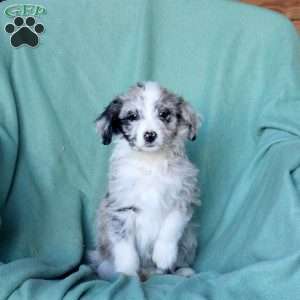 Allison, Mini Aussiedoodle Puppy