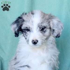 Allison, Mini Aussiedoodle Puppy