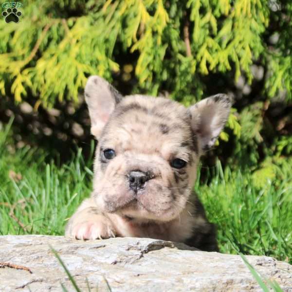 Alvin, French Bulldog Puppy