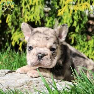 Alvin, French Bulldog Puppy