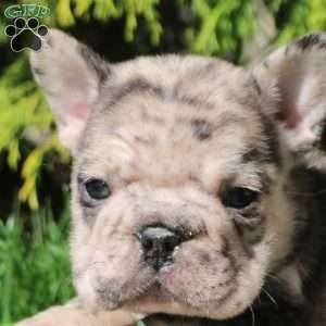 Alvin, French Bulldog Puppy