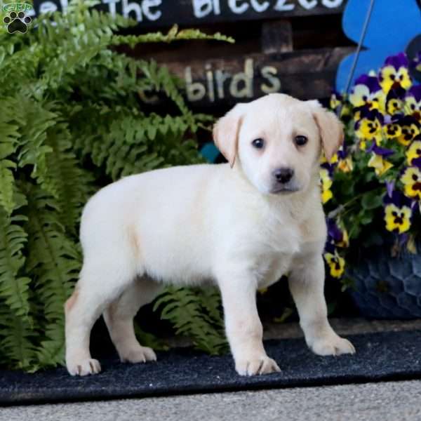 Alyssa, Yellow Labrador Retriever Puppy