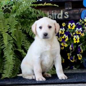 Alyssa, Yellow Labrador Retriever Puppy