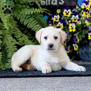 Alyssa, Yellow Labrador Retriever Puppy