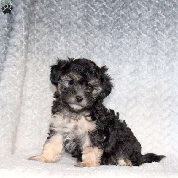 Amanda, Miniature Poodle Puppy