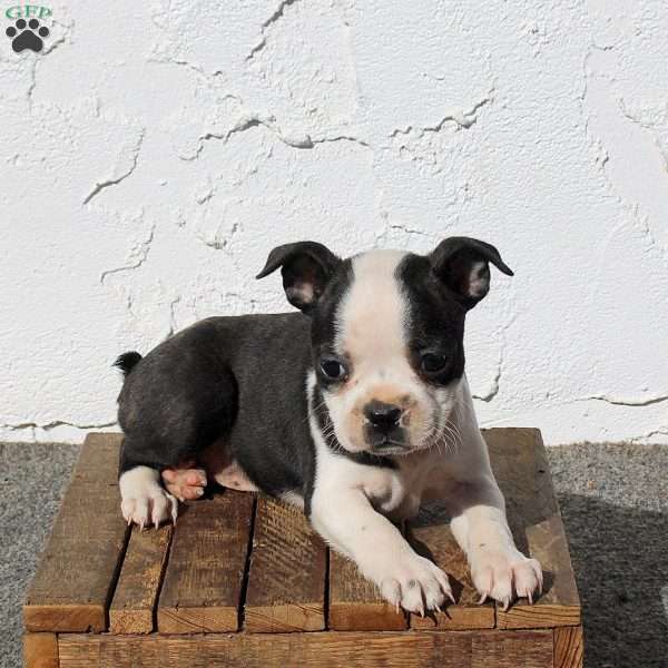Amber, Boston Terrier Puppy