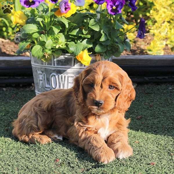 Amber, Cockapoo Puppy