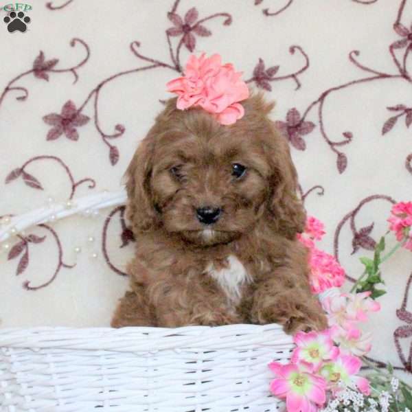 Amber, Cavapoo Puppy