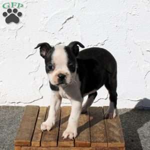 Amber, Boston Terrier Puppy