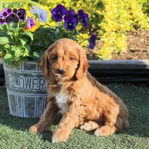 Amber, Cockapoo Puppy