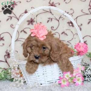 Amber, Cavapoo Puppy