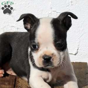 Amber, Boston Terrier Puppy
