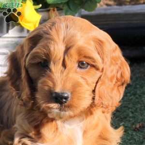Amber, Cockapoo Puppy