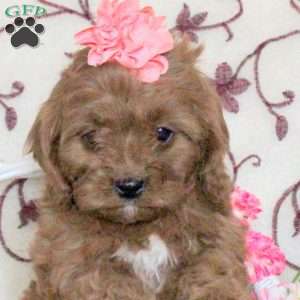 Amber, Cavapoo Puppy