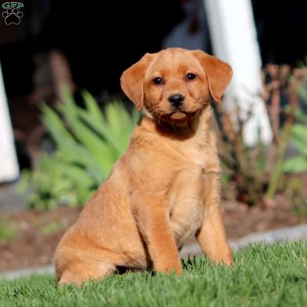 Amber, Fox Red Labrador Retriever Puppy