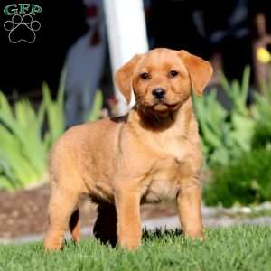 Amber, Fox Red Labrador Retriever Puppy
