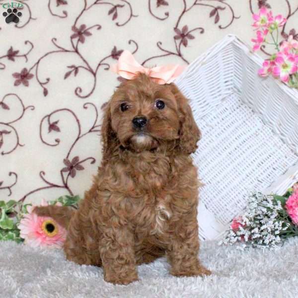 Amelia, Cavapoo Puppy