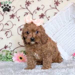 Amelia, Cavapoo Puppy