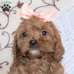 Amelia, Cavapoo Puppy